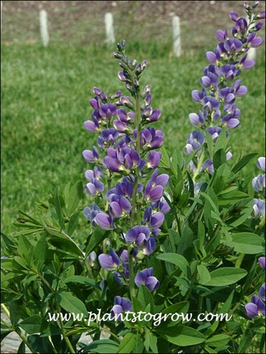 Prairieblues has a large inflorescence loaded with pale blue purple florets.  Notice the glowing base of the floret.
